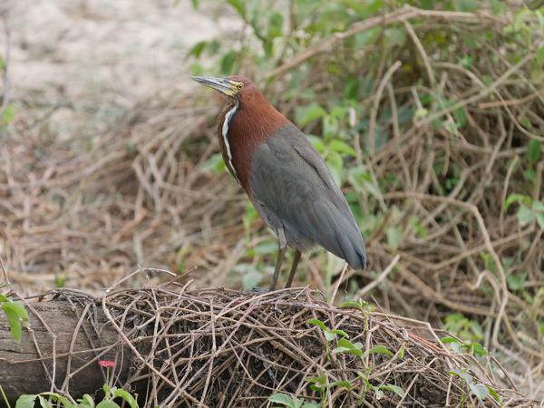 Rosse tijgerroerdomp (Tigrisoma lineatum)
